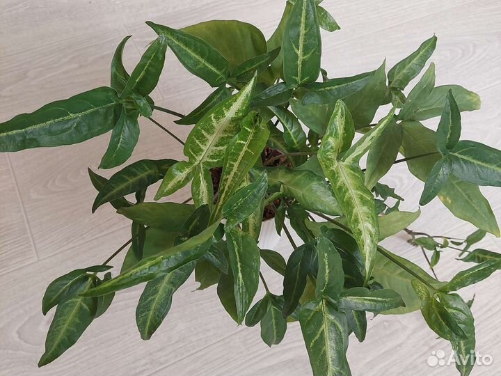 Сингониум ушковидный