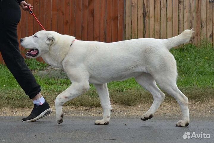 Среднеазиатская овчарка. Девочка 7 месяцев