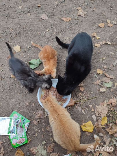 Котята в добрые руки