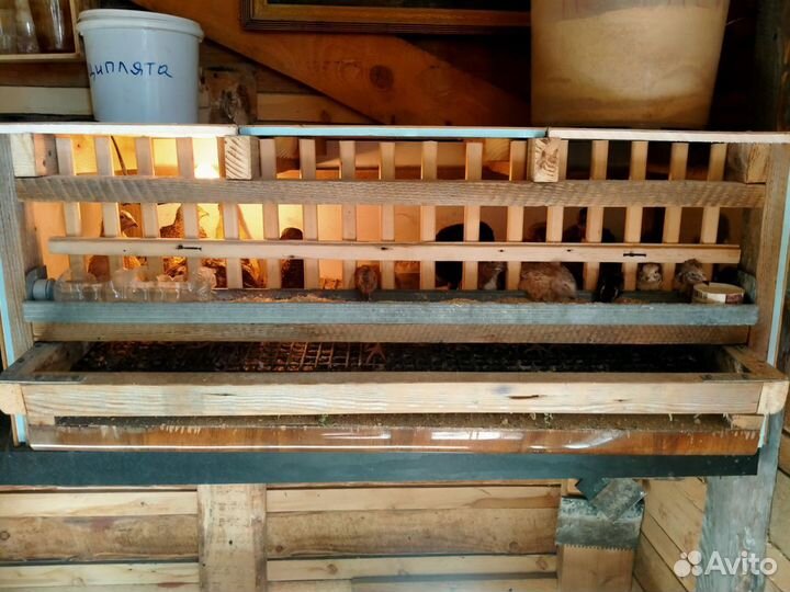 Клетки брудера и курятники для перепелов (цыплят)