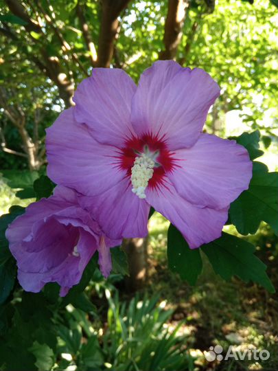 Гибискус Сирийский древовидный