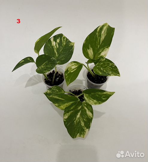 Комнатные растения для фитомодулей