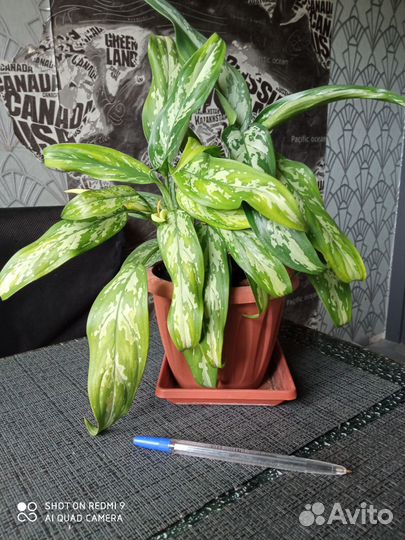 Традесканция, сциндапсус, аглаонема, бегония