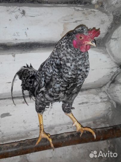 Молодые петухи