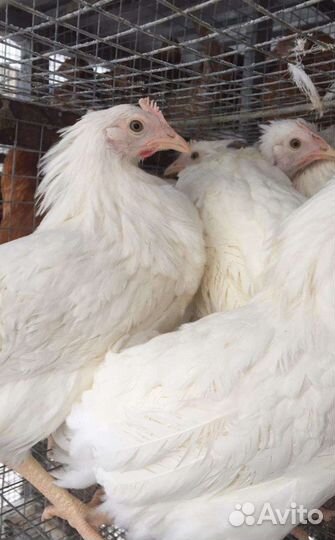 Куры несушки