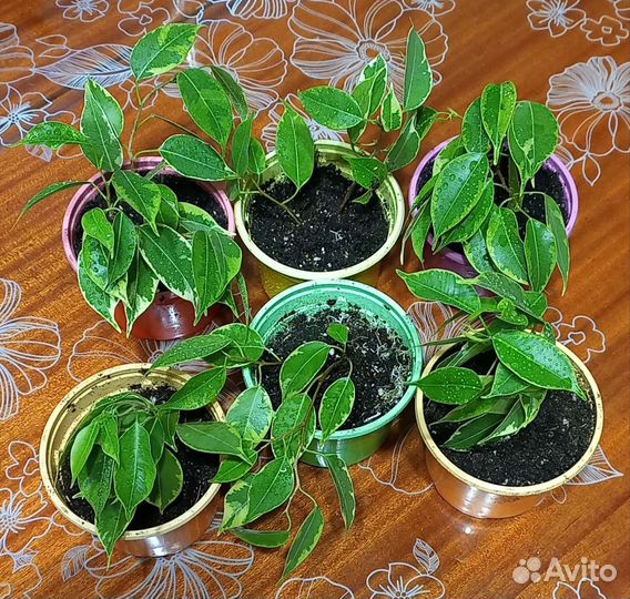 Фикус бенджамина пестролистный