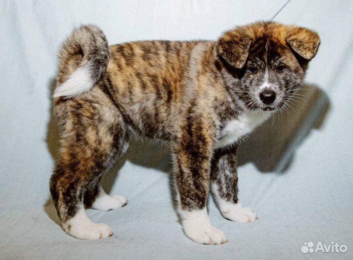 Японская акита ину щенки