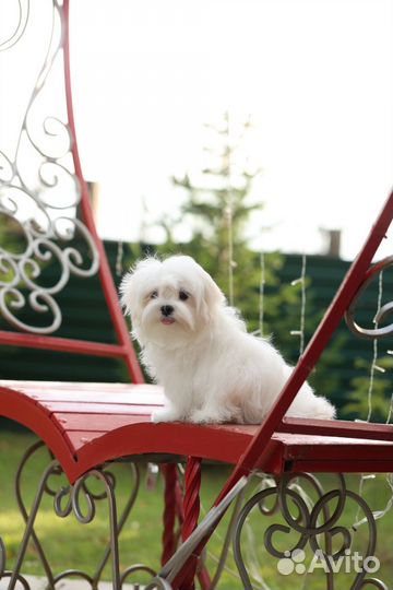 Мальтезе мальчик