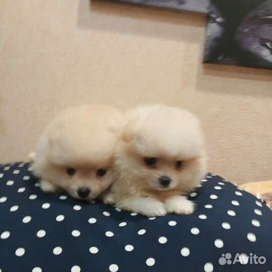 Девочки РКФ