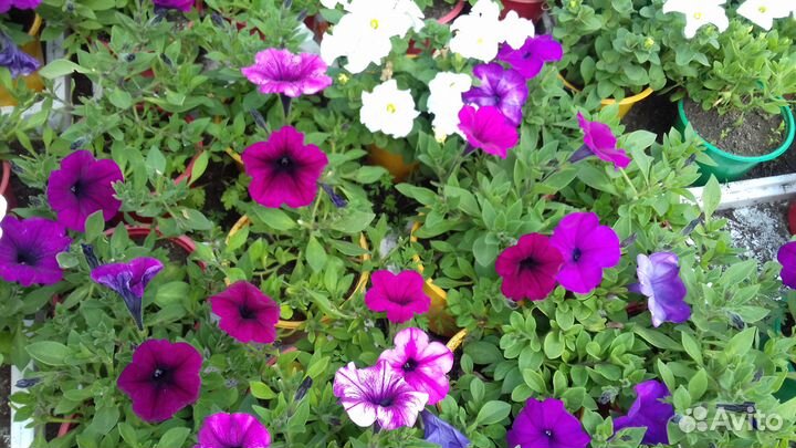 Рассада цветов, петуния и другие