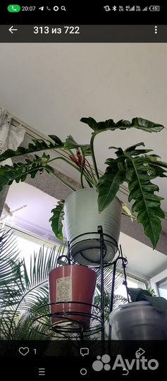 Филодендрон