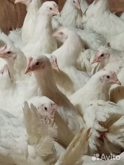 Курочки молодки Декалб, Хайсекс уайт