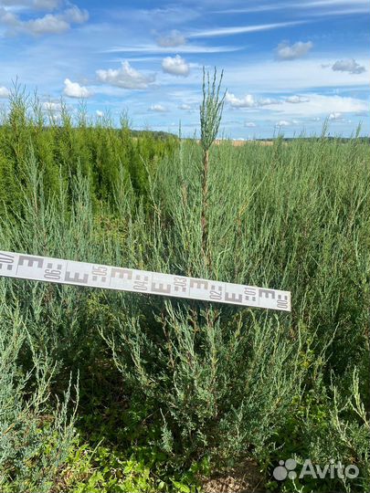 Можжевельник Блю Эрроу