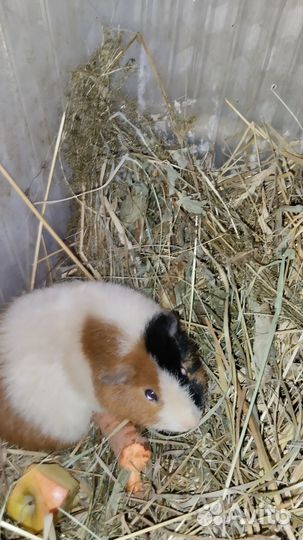 Морская свинка