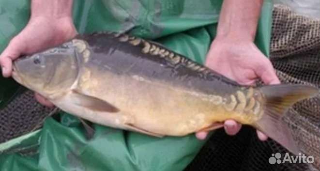 Живая рыба карп