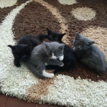 Британский короткошёрстный котёнок