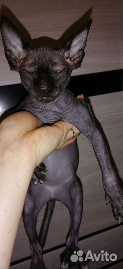 Канадский сфинкс