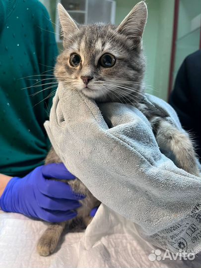 Котенок в дар