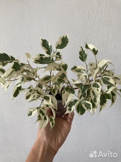 Отростки комнатных растений