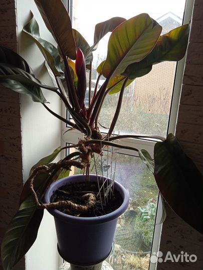 Филодендрон розовая принцесса