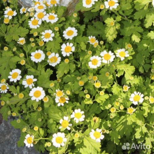 Ромашка низкорослая