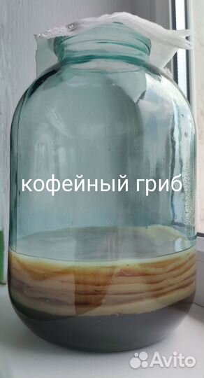 Индийский морской рис, чайный гриб джун, камбуча