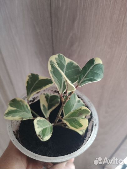 Фикус триангулярис вайт марджин