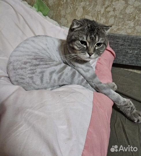 Стрижка кошек выезд на дом