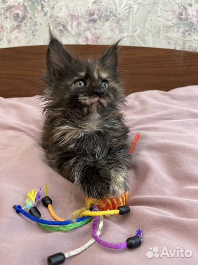 Котята Мейн кун