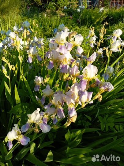 Ирисы