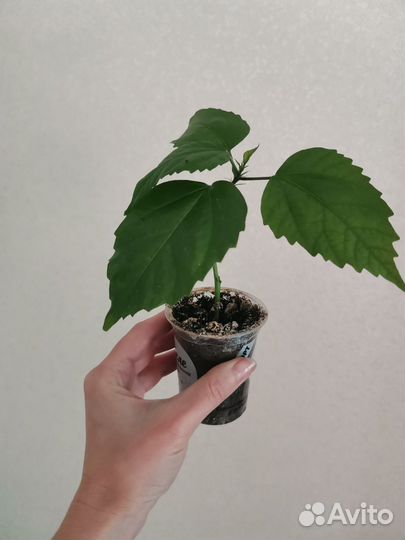 Неприхотливые комнатные растения