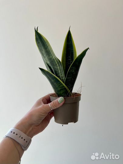 Сансевиерии разные