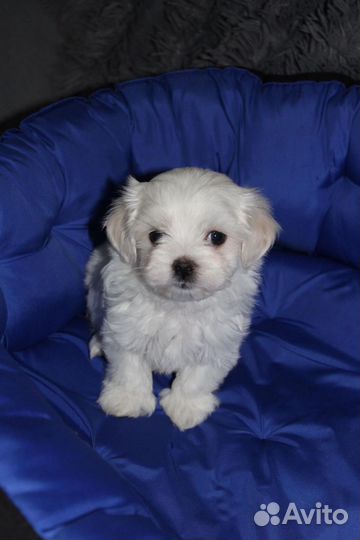 Щенки мальтезе
