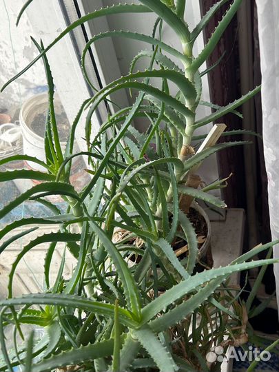 Алоэ столетник