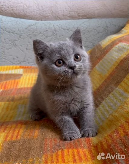 Британские мальчики и девочки