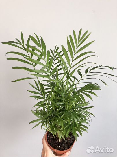 Пальма Хамедорея