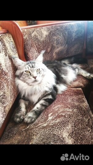 Вязка. Мейкун