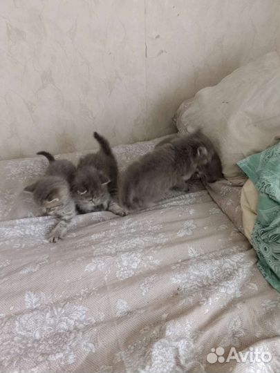 Кошки бесплатно