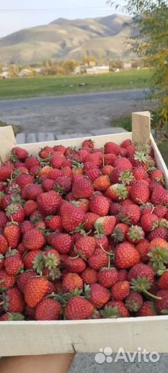 Клубника свежая