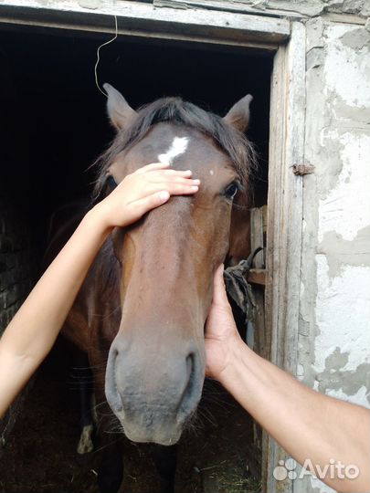 Кобылы, бараны