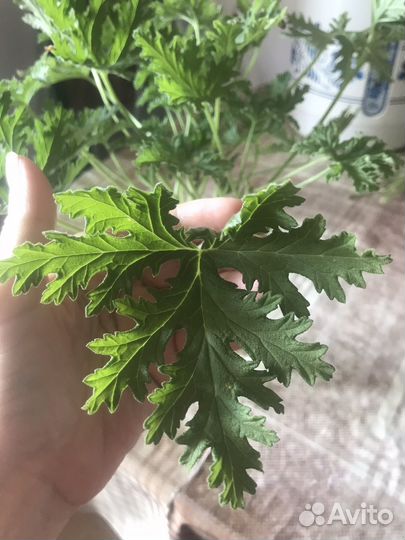 Герань пеларгония душистая