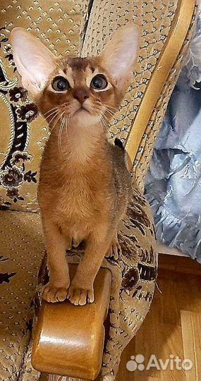 Абиссинские котята,кот,кошка