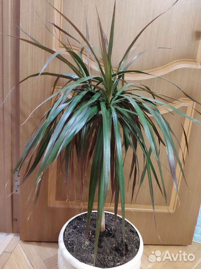 Комнатные растения цветы