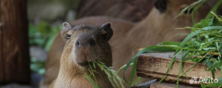 Рабочий по уходу за животными