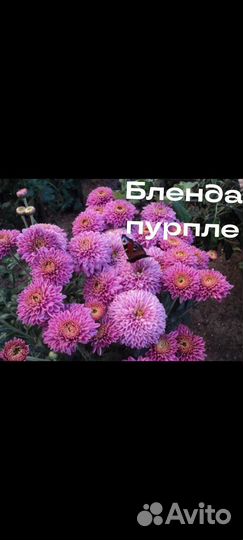 Хризантема корейская