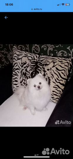 Шпиц мини мишка