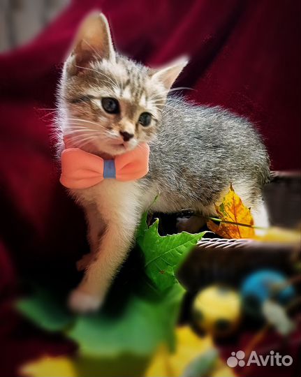 Котёнок девочка