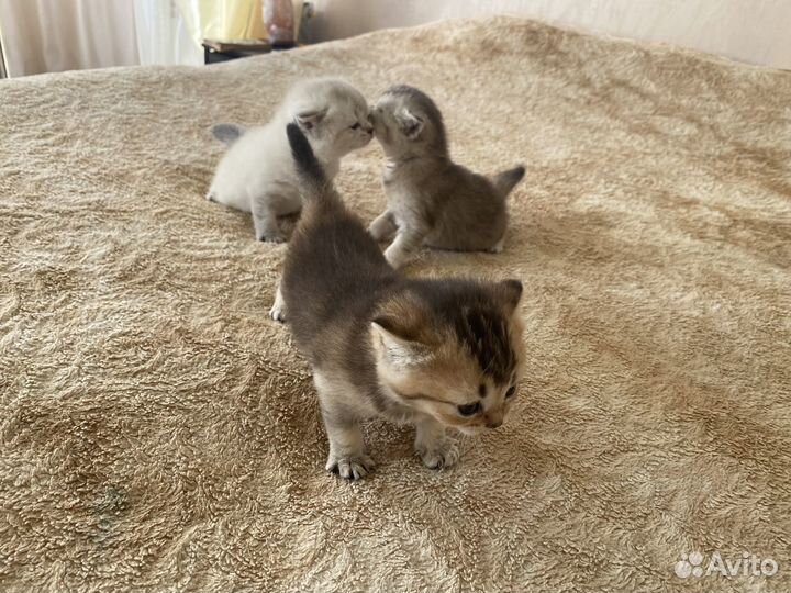 Шотландская