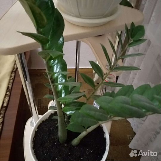 Замиокулькас