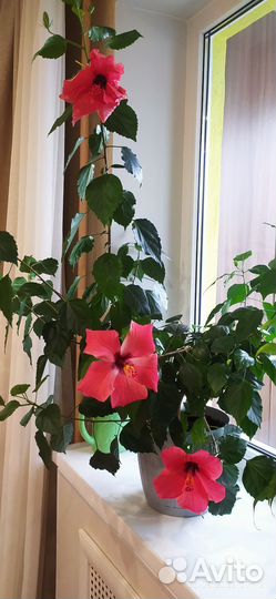 Гибискус большой